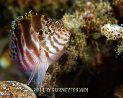 Hawk fish that seems to be as curious about me as I am ab... by Gurney Fermin 